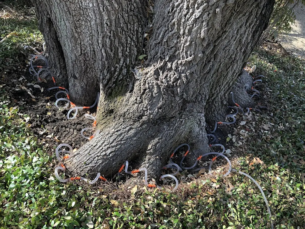 Detailed Tree Cabling and Bracing job site in Fontanelle