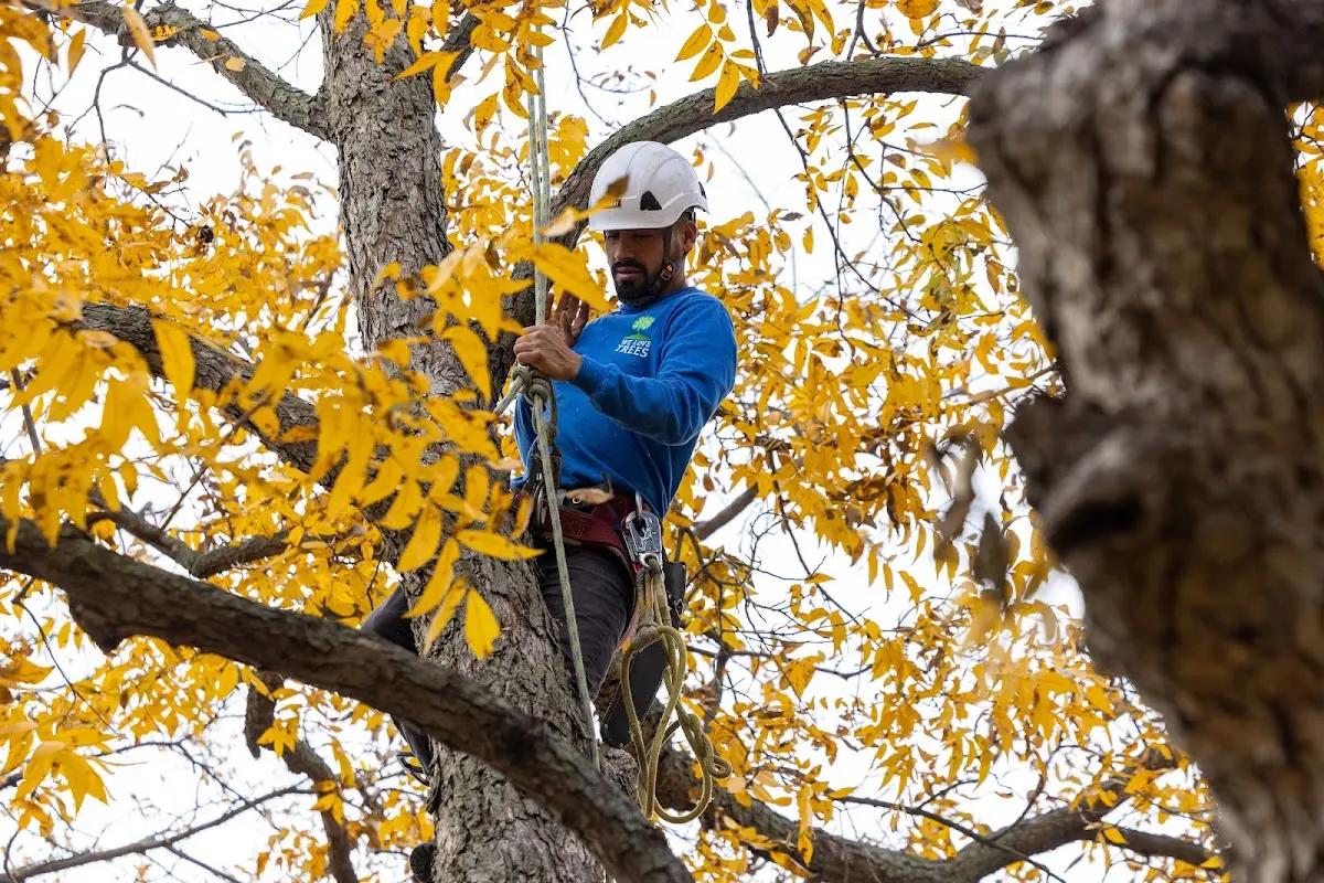 Skilled Tree Pruning crew working in Fontanelle