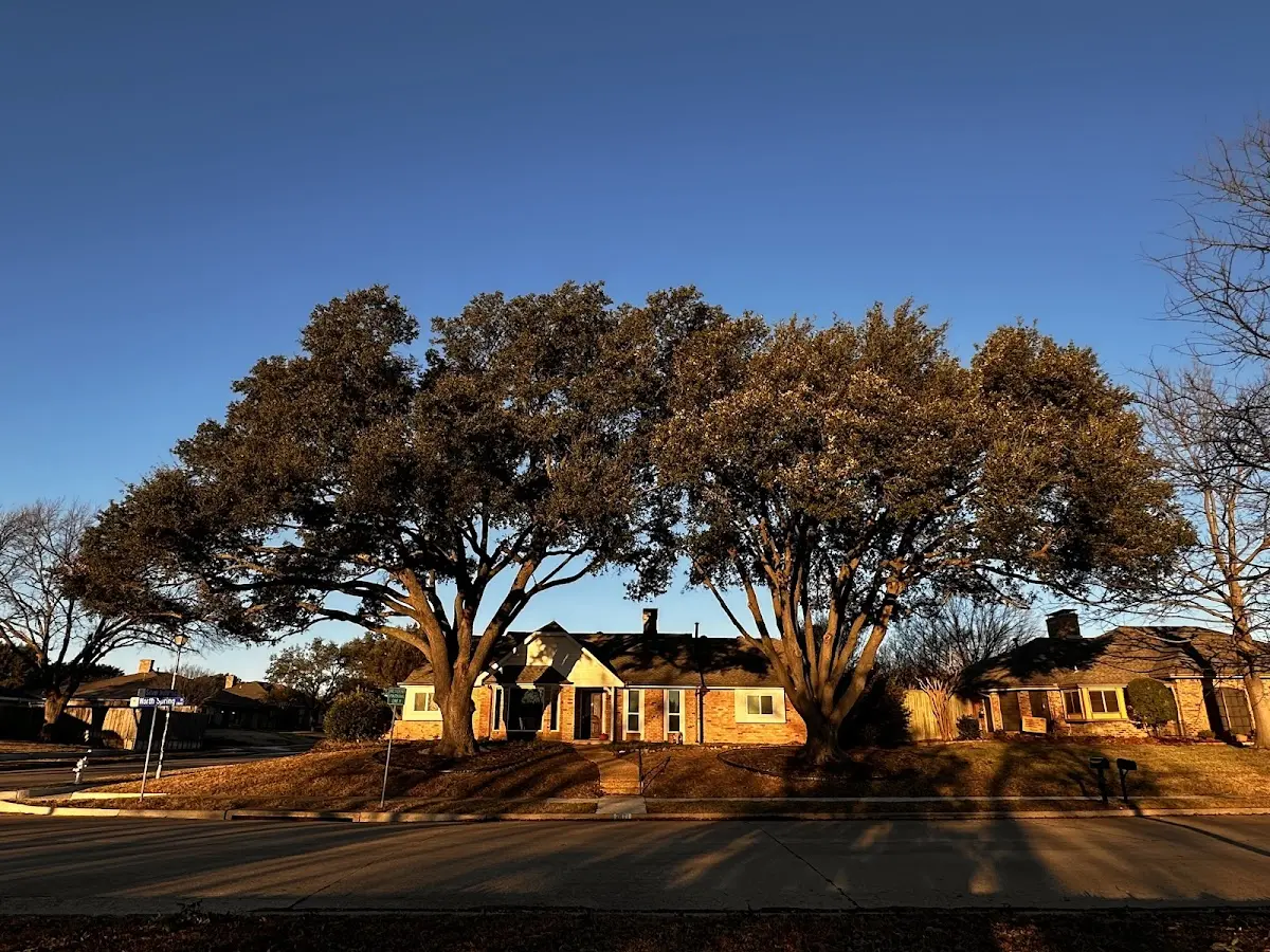 Established residential canopy tree shading a home in Fontanelle